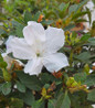 Autumn Lily Reblooming Azalea close-up flowers