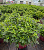 Autumn Lily Reblooming Azalea #3 container