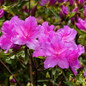 Autumn Royalty Encore Azalea branch with leaves and flowers
