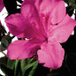 Autumn Sangria Reblooming Azalea flowers close-up
