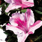 Autumn Twist Encore Azalea Cropped