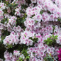 Autumn Twist Encore Azalea flowering and leaves