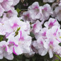Autumn Twist Encore Azalea flowering