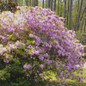 Autumn Twist Encore Azalea in the Sunlight