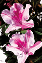 Autumn Twist Encore Azalea
