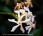 Asiatic Jasmine Flowers Close Up