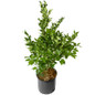 Curly Leaf Ligustrum in a nursery container