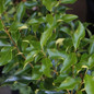 Curly Leaf Ligustrum leaves