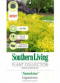 Sunshine Ligustrum Print Tag Information