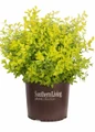 Sunshine Ligustrum in a Southern Living Pot