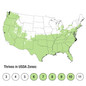 Sunshine Ligustrum Growing Zones