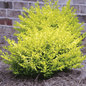 Sunshine Ligustrum 