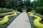 Sunshine Ligustrum lining garden walkway