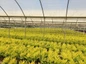 Sunshine Ligustrum plants in nursery