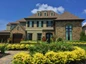 Sunshine Ligustrum in front yard landscape