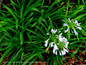 Mondo Grass White Pink Flowers