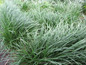 Ophiopogon japonicus Grass
