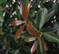 LeAnn Cleyera Foliage