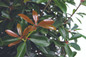 LeAnn Cleyera Leaves and Foliage