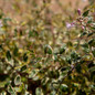 Miss Lemon Abelia Growing in the Sunlight