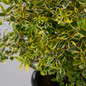 Miss Lemon Abelia Foliage Close-up