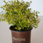 Miss Lemon Abelia Foliage