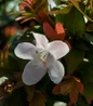 Rose Creek Abelia white flowers