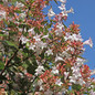 Rose Creek Abelia Foliage and Flowers