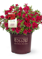 Autumn Bonfire Encore Azalea Potted