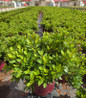 Autumn Bonfire Encore Azalea in nursery