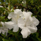 Autumn Ivory Encore Azalea Cropped