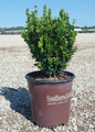 Baby Gem Boxwood Plants Growing