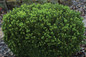 healthy Baby Gem Boxwood