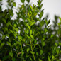 Baby Gem Boxwood Foliage