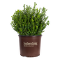 Baby Gem Boxwood in container