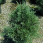 Carolina Sapphire Arizona Cypress Cropped