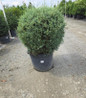 Carolina Sapphire Cypress dense conifer form