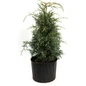 Carolina Sapphire Arizona Cypress 3 gal black pot