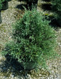 Carolina Sapphire Arizona Cypress Individual Plant