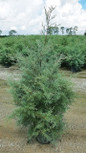 Carolina Sapphire Arizona Cypress Tree