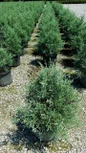 Rows of Carolina Sapphire Arizona Cypress