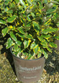 Olive Martini Elaeagnus in Southern Living Pot