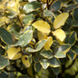 Olive Martini Elaeagnus Leaves Close-up