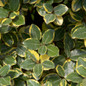 Olive Martini Elaeagnus Leaves