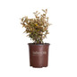 Olive Martini Elaeagnus in Southern Living Pot