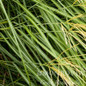 Dwarf Maiden Grass Foliage Close UP
