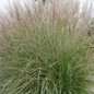 Adagio Dwarf Maiden Grass fine arching foliage
