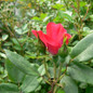 Red Double Knockout Rose Bloom