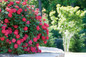 Red Double Knockout Rose Bloom in Landscaping