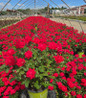 Double Knock Out Rose nursery container plant